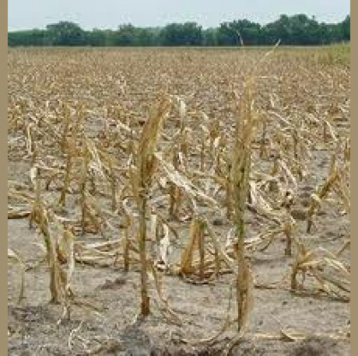 Biorenewable Systems