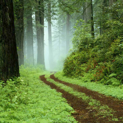 Dr. Afshan Hashmis Podcast