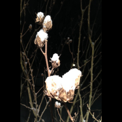 Norma Gentile Sound Shaman Www.healingchants.com