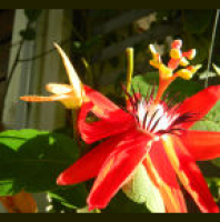 1 - Kung pagsaulan kong basahin sa isip