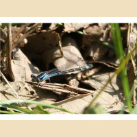 CHANGE ALREADY, What Color is Your Dragonfly?