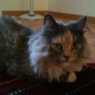 Miguel Garcias Posts