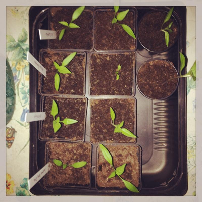 Martin Lindeskogs Posts