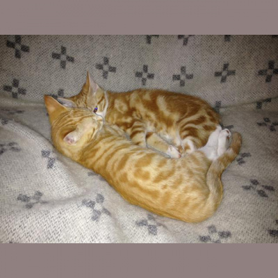 Martin Lindeskogs Posts