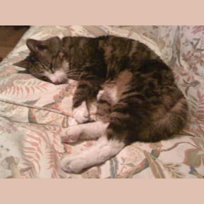 Martin Lindeskogs Posts