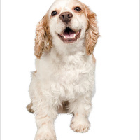 CfE SCOTLAND Spanish Mascotas PETS (Revision Exercise)