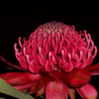 Flora and body language