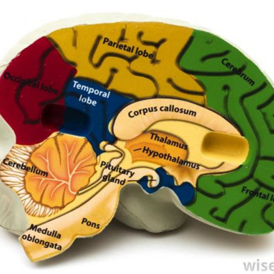 Hypnosis And Holistic Wellness