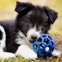 Why Are We Obsessed With Pets?