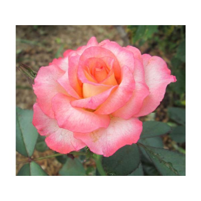 Practical Spirituality