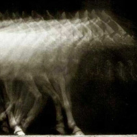 Podcast: UW Cinematheques adventures in 3-D