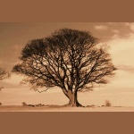 President-elect Solomon (2008)