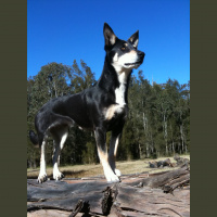 Paul McGreevy – Professor of Animal Behaviour and Animal Welfare Science at the University of Sydney’s School of Veterinary Science.