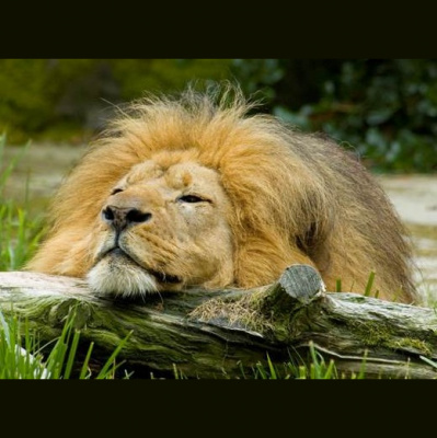 Animal Training Academy