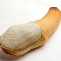 Ep.8: Genitalia And [Sexual] Attraction