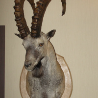 Ep.1: Trophy Hunting