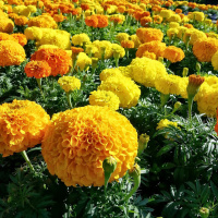 Be Careful Blessings Ahead at Bingham Park