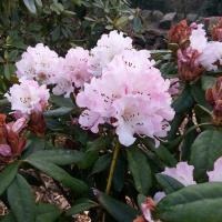 Consider The Following: Rebellion, Gone. - 23 April 2013 at Bingham Park