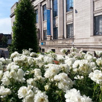 Silver Trumpets at Bingham Park