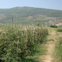 When Little Is A Lot at Bingham Park