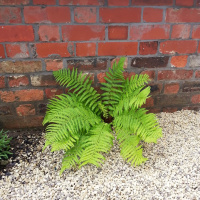 Smiled On at Bingham Park