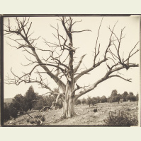 140. New Hope For a Connecticut Champion