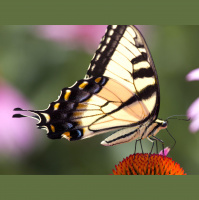 Late summer a great time to expand your butterfly horizons [from the archive]