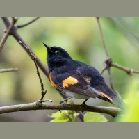 Embrace your inner birder as spring migration peaks