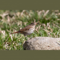 A Backyard Lesson in the Birds and the Bees