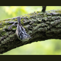 Extra time? The birds are out there!