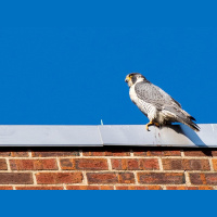 Federal policy the foundation for a wildlife success story