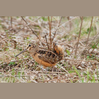 Return of the American Woodcock, Another March Madness