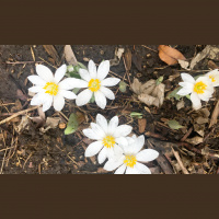 Now is the time to catch woodland wildflower show in Illinois [from the archive]