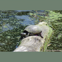 A new sighting and a turtle tale revisited