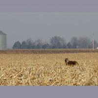 Cook County research provides perspective on coyotes [from the archive]
