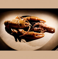 Crustaceans the stars of this year’s Insect Fear Film Festival