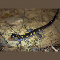 Appreciating Illinois amphibians and the habitats that support them