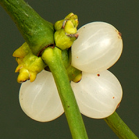 The Mystery of Mistletoe’s Missing Genes