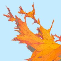 Random Surfaces Hide an Intricate Order