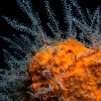 Scientists Debate the Origin of Cell Types in the First Animals