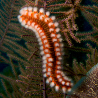 What’s in a Name? Taxonomy Problems Vex Biologists