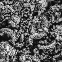 How Jurassic Plankton Stole Control of the Ocean’s Chemistry