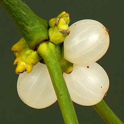 Quanta Science Podcast