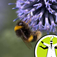 What happens if a bee gets lost?