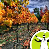 Why do leaves turn red in autumn?