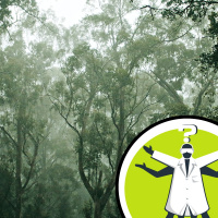 Could saponins help fight coronavirus?