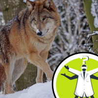 Why is wildlife around Chernobyl thriving?