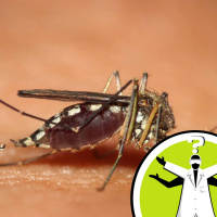 Can mosquitoes transmit HIV?
