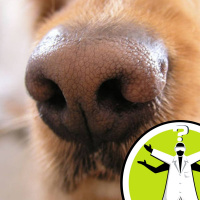 Can your dog pass on your flu?