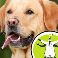 Why dont dogs get hairballs when cats do?